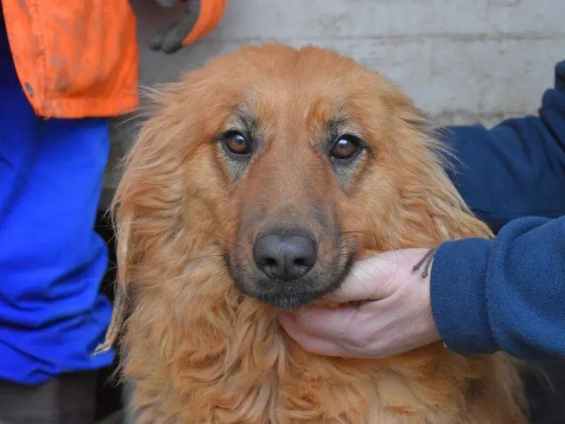 Adozione cane, femmina, Pastore tedesco Razza sconosciuta, 6 anni e 7 mesi, taglia grande, Matera