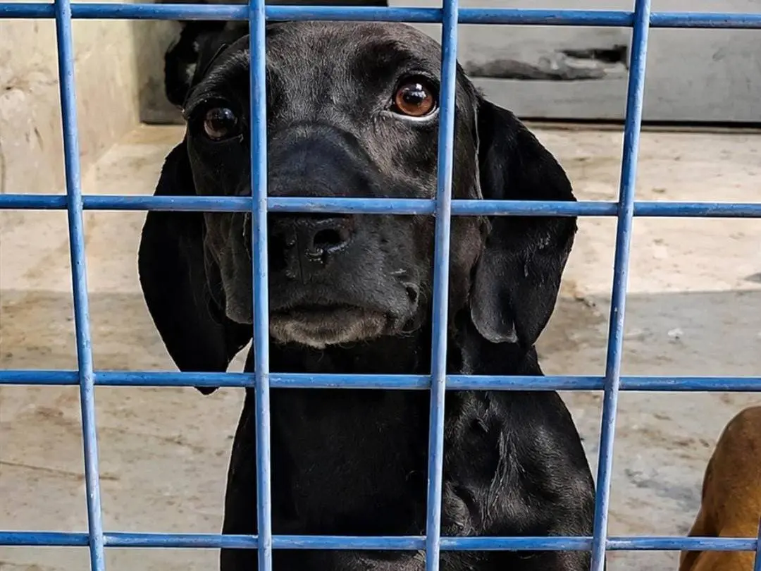 Adotta un cane, maschio, 2 anni e 3 mesi, Asti