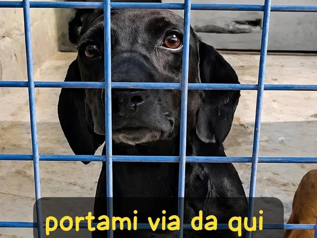 Adozione cane, maschio, Razza sconosciuta Razza sconosciuta, 2 anni e 3 mesi, taglia media contenuta, Asti