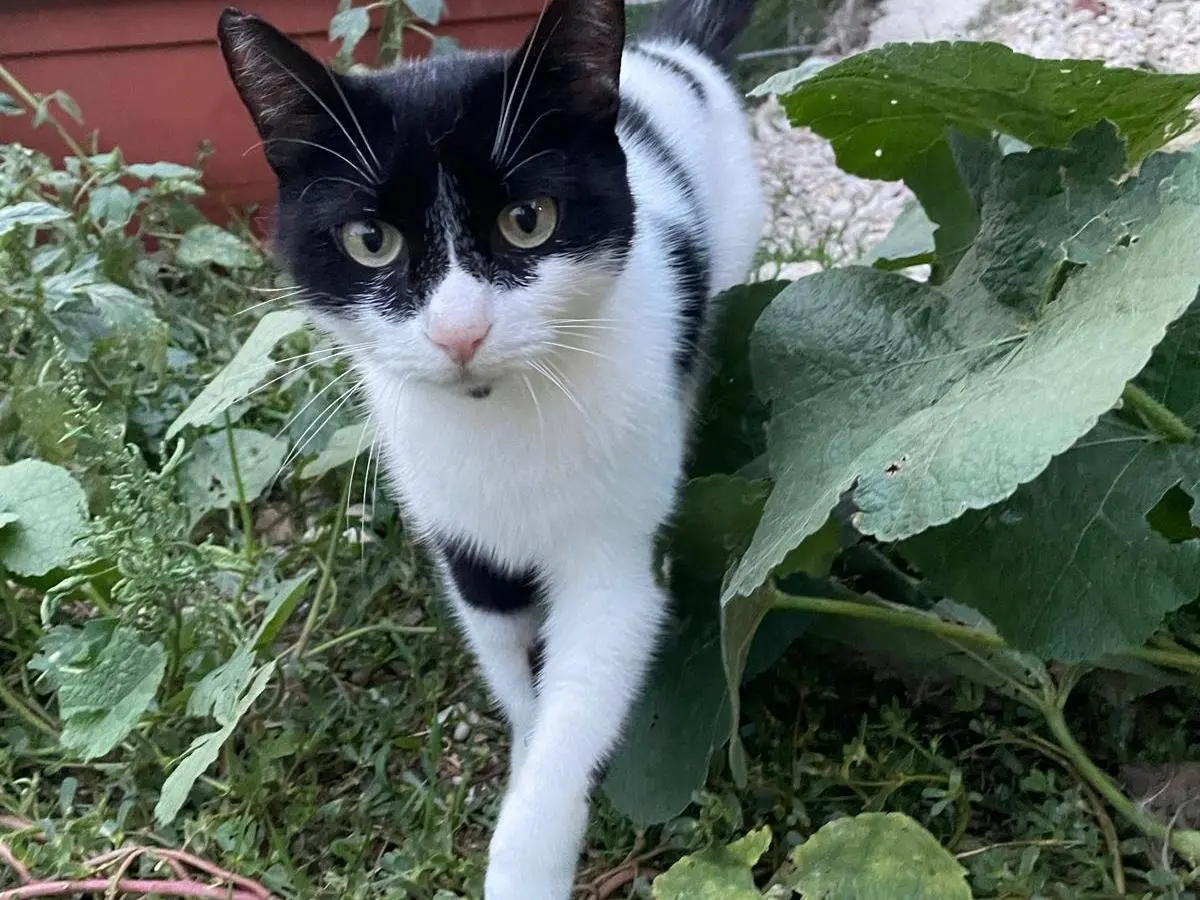 Vuoi adottare un gatto a Terni?