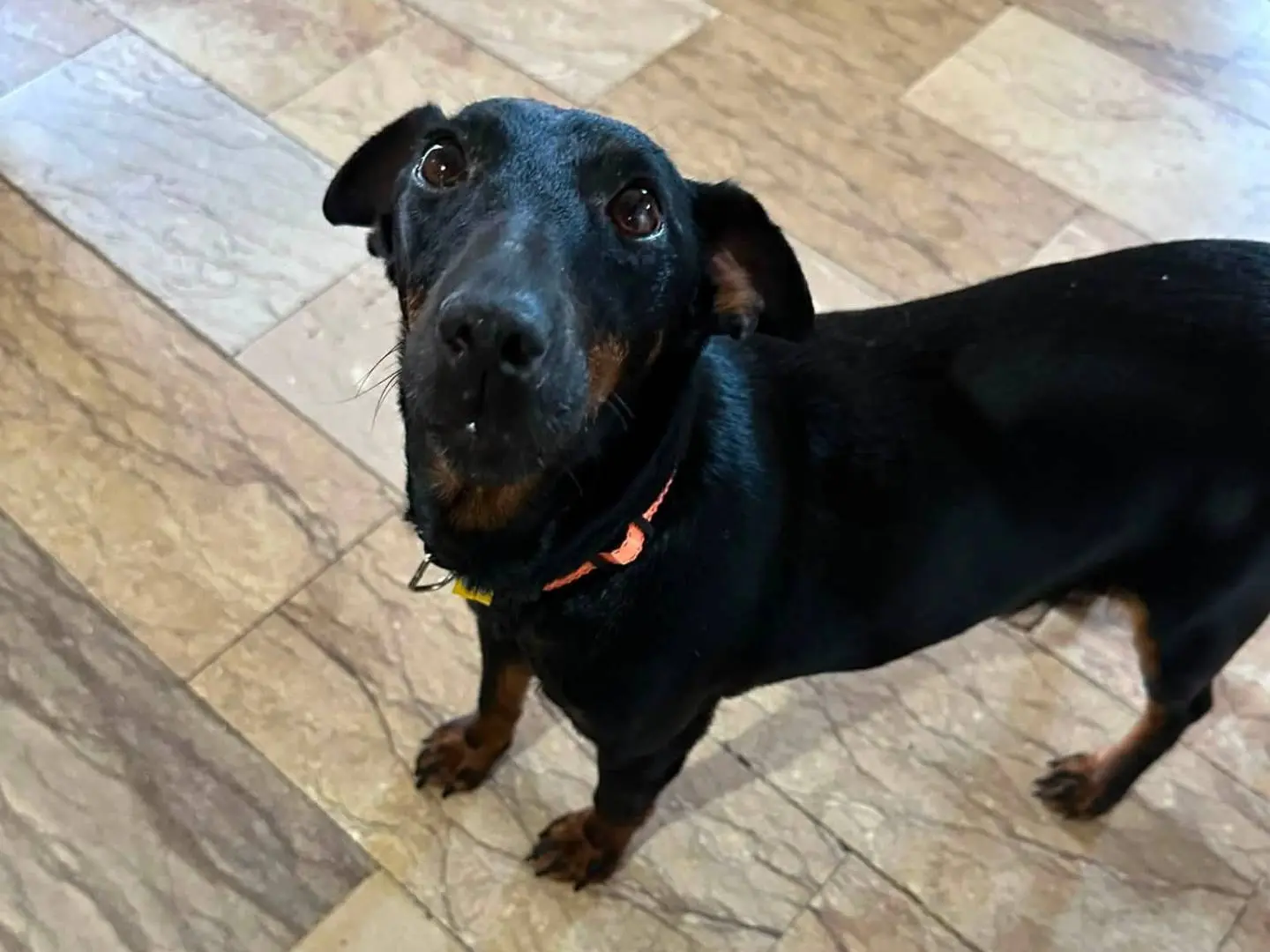 Adotta un cane, femmina, 10 anni e 1 mese, Vibo