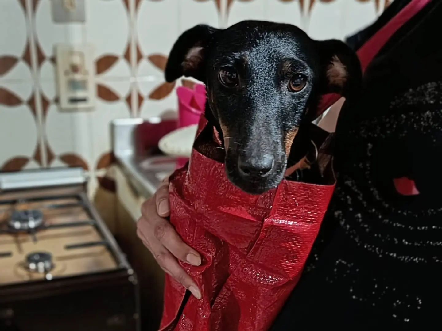 Adotta un cane, taglia piccola, femmina, Vibo