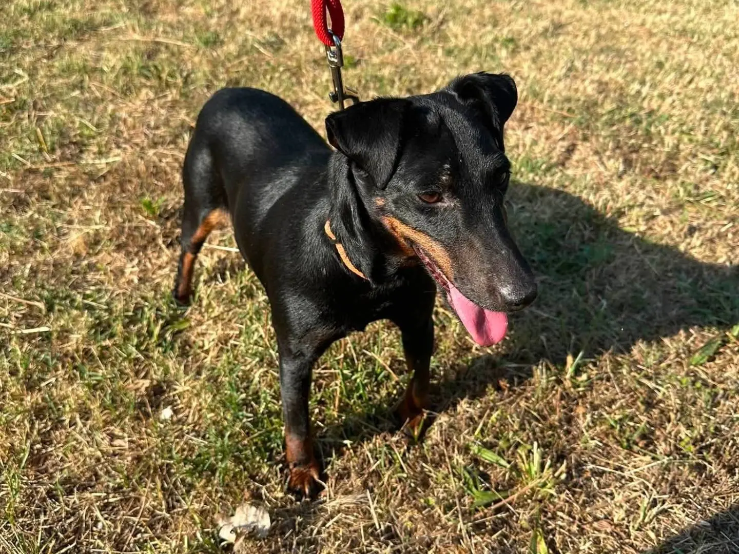 Adozione cane, femmina, Pinscher Razza sconosciuta, 10 anni e 1 mese, taglia piccola, Vibo