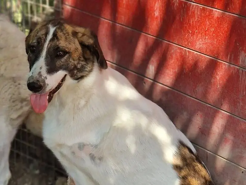 Adotta il cane DEAA a Pordenone