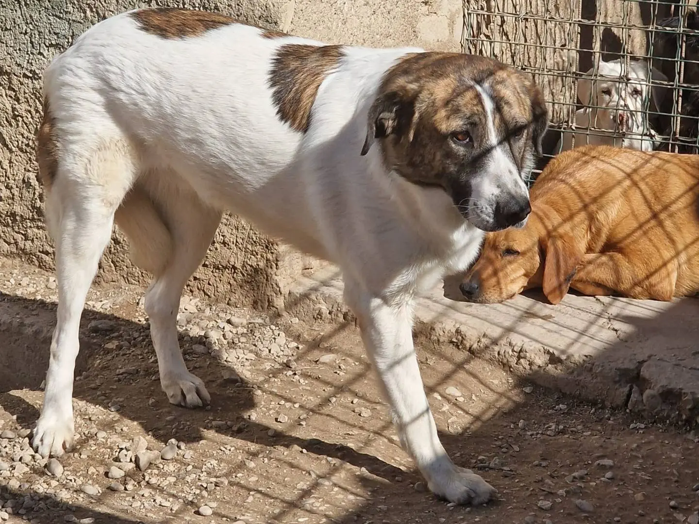 Adotta un cane, taglia media, femmina, Pordenone