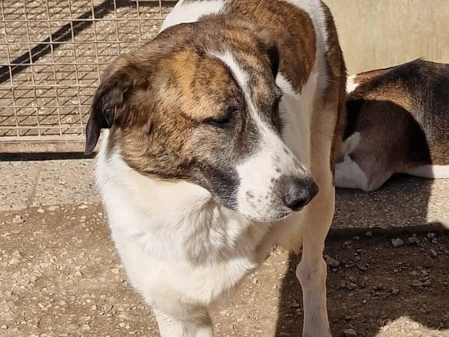 Vuoi adottare un cane a Pordenone?