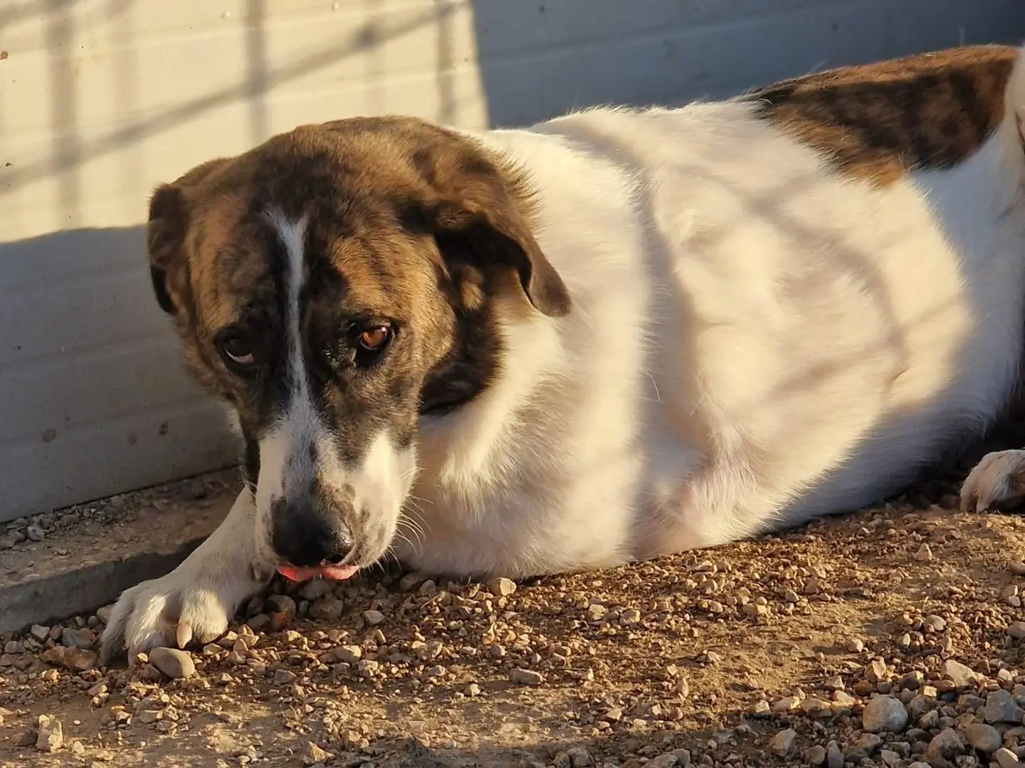 Adozione cane, femmina, Razza sconosciuta Razza sconosciuta, 9 anni e 9 mesi, taglia media, Pordenone