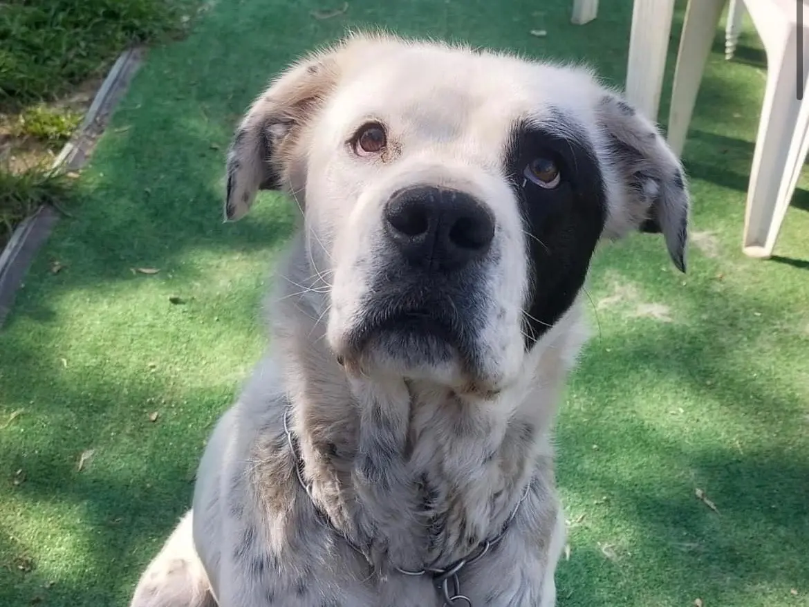 Adotta un cane, femmina, 5 anni e 5 mesi, Savona