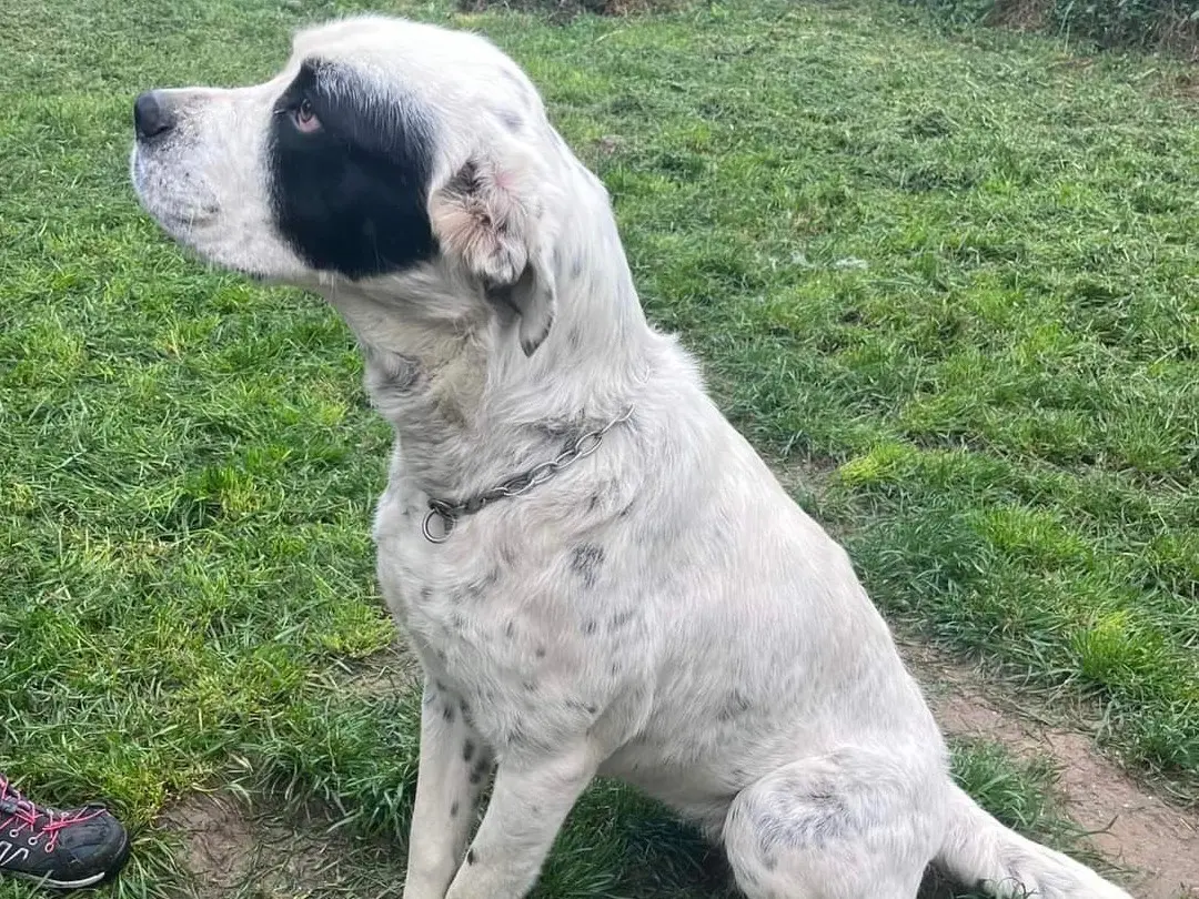 Adotta il cane Yuyu a Savona