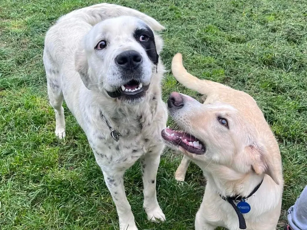 Vuoi adottare un cane a Savona?