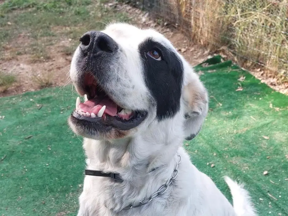 Adozione cane, femmina, Razza sconosciuta Razza sconosciuta, 5 anni e 5 mesi, taglia gigante, Savona