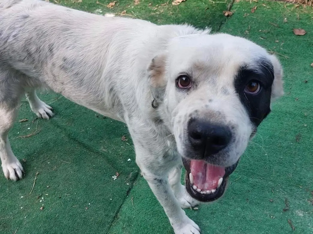 Adotta un cane, taglia gigante, femmina, Savona