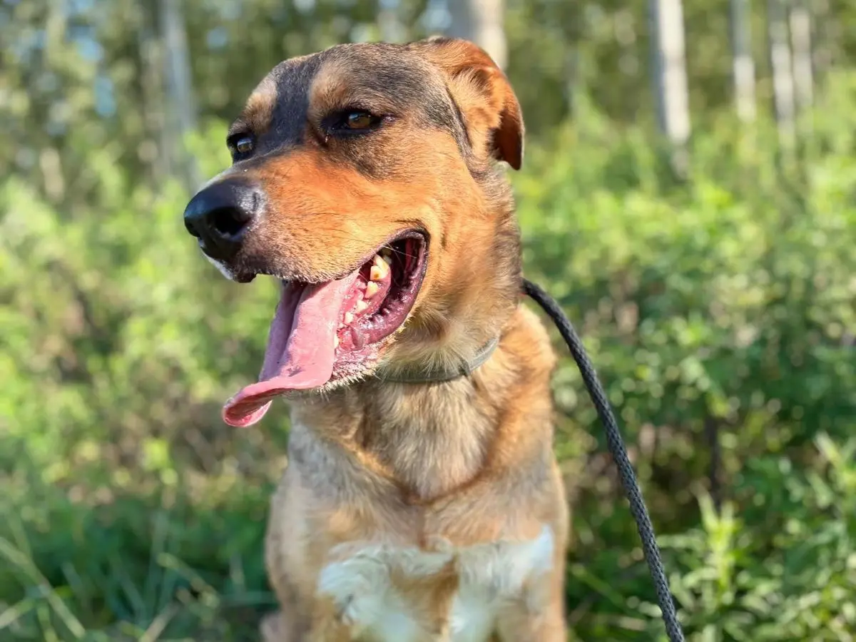 Adotta il cane Atlas a Pavia