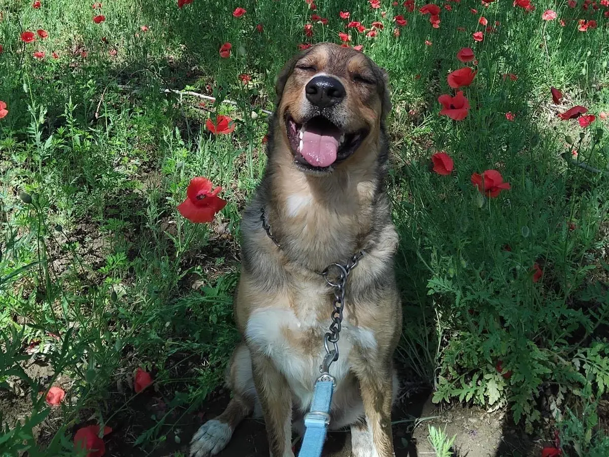 Vuoi adottare un cane a Pavia?