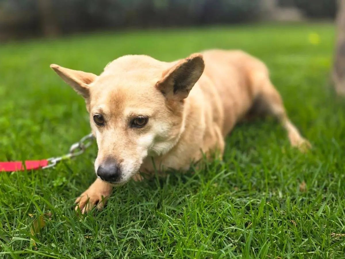 Adozione cane, maschio, Razza sconosciuta Razza sconosciuta, 9 anni e 8 mesi, taglia piccola, Crotone