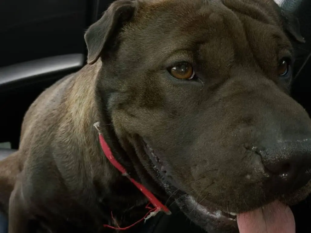 Adotta un cane, femmina, 3 anni e 1 mese, Roma