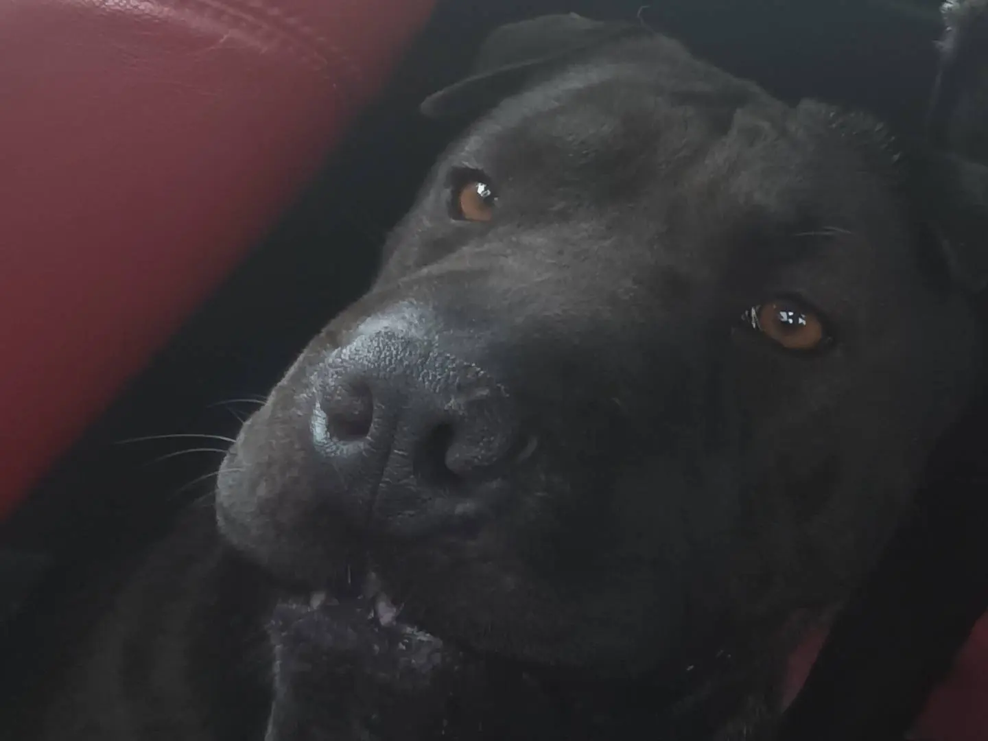 Adotta un cane, taglia media, femmina, Roma