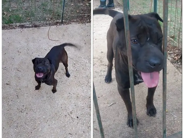 Adozione cane, femmina, Shar Pei Pitbull, 3 anni e 1 mese, taglia media, Roma