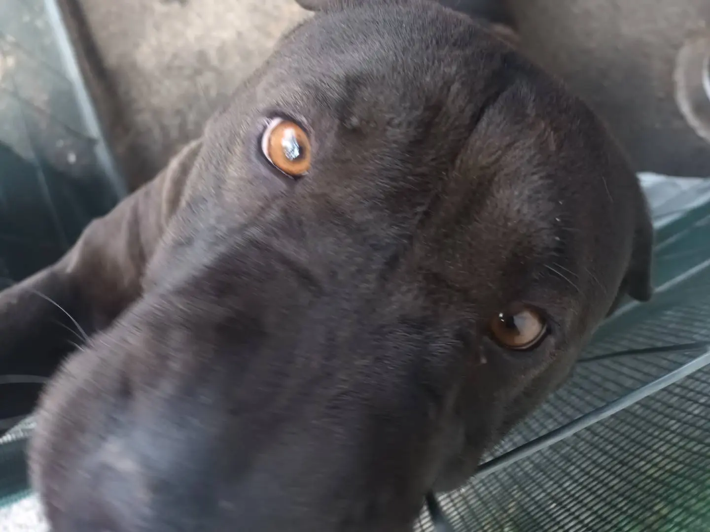 Vuoi adottare un cane a Roma?
