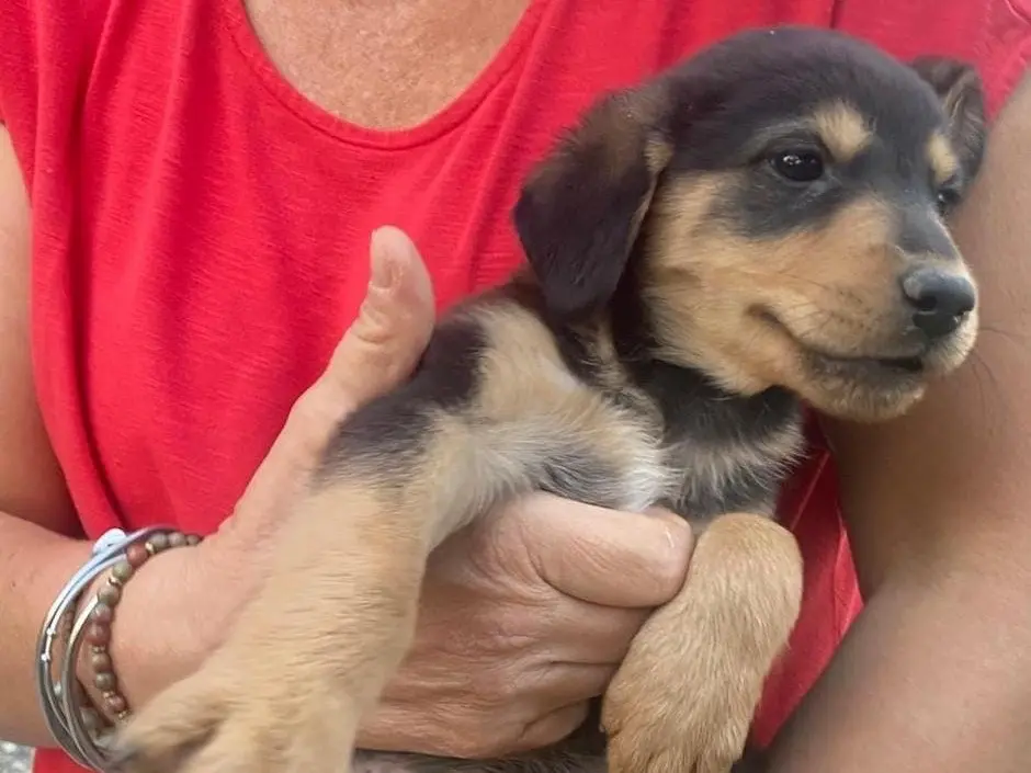 Adotta un cane, maschio, 2 mesi, Crotone