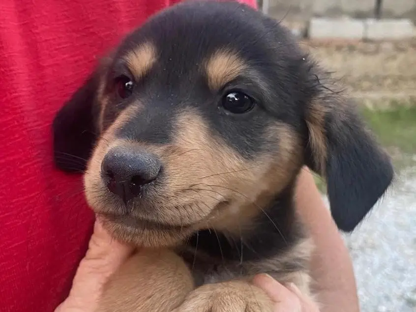 Adotta un cane, taglia media, maschio, Crotone