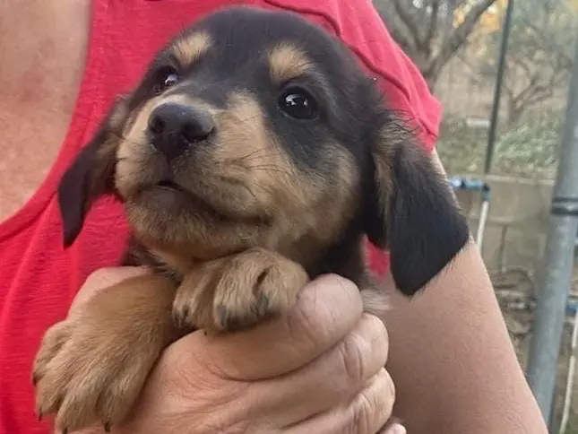 Vuoi adottare un cane a Crotone?