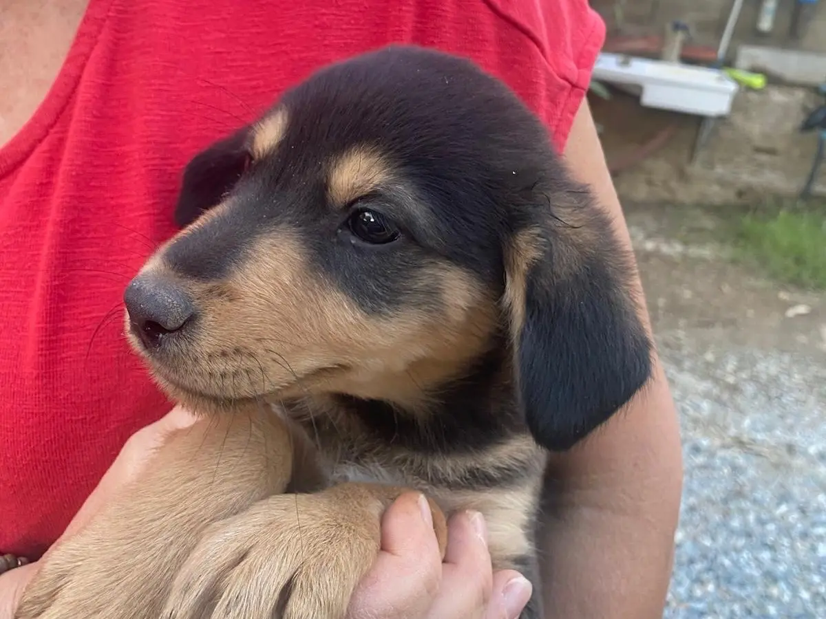 Adotta il cane Oby a Crotone