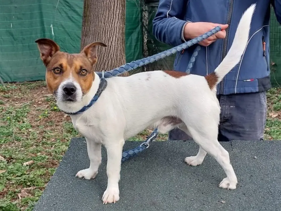 Vuoi adottare un cane a Torino?