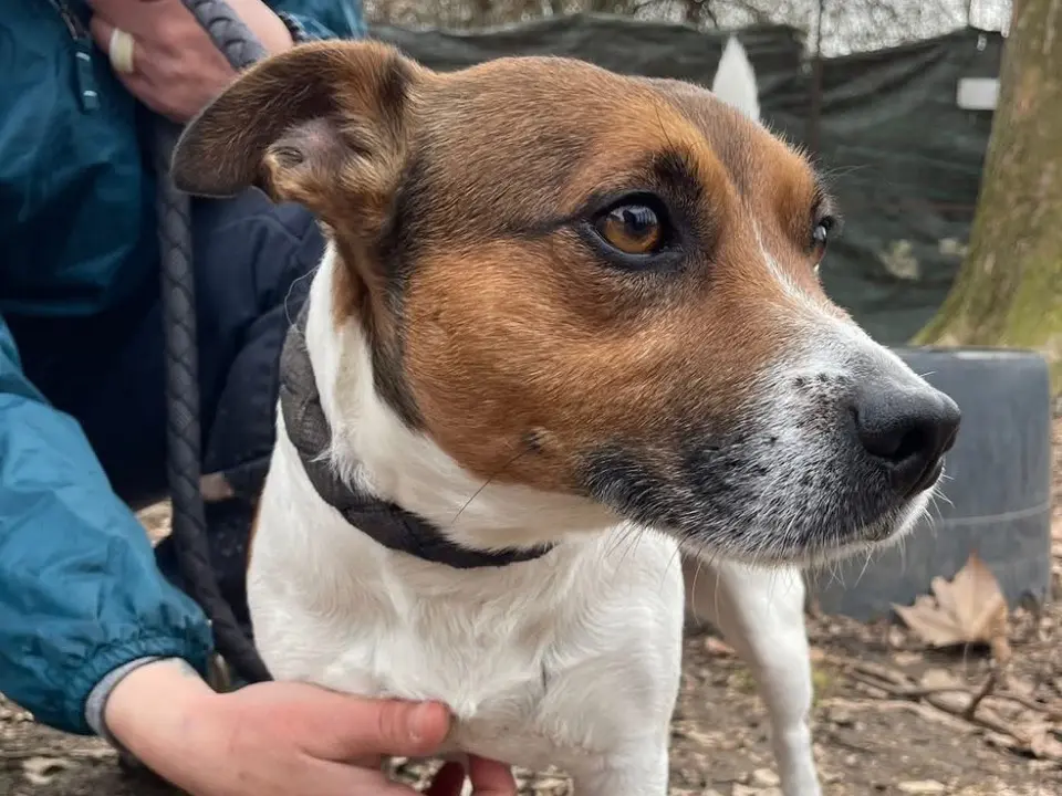 Adotta un cane, taglia piccola, maschio, Torino