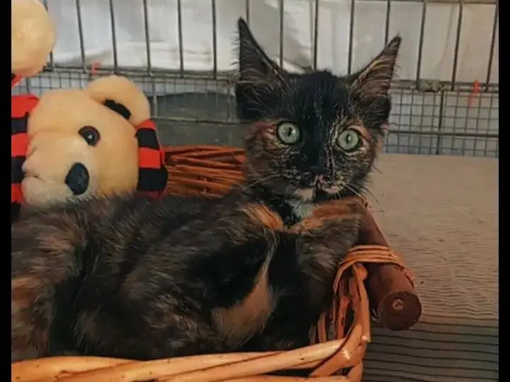 Adotta un gatto, taglia non valida, femmina, Latina