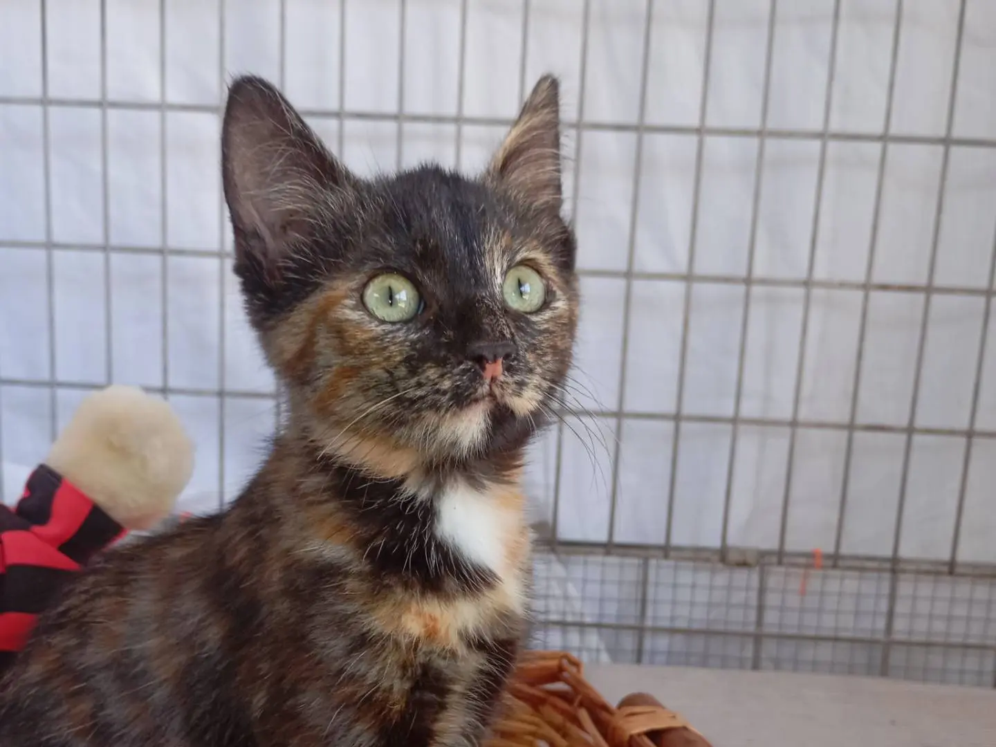 Adozione gatto, femmina, Razza sconosciuta Razza sconosciuta, 7 mesi, taglia non valida, Latina