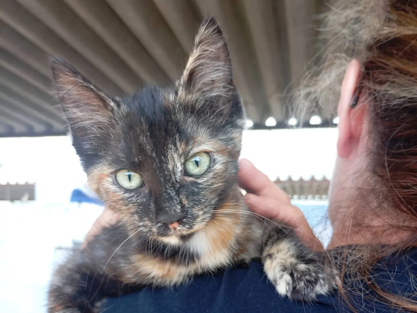 Adotta un gatto, femmina, 7 mesi, Latina