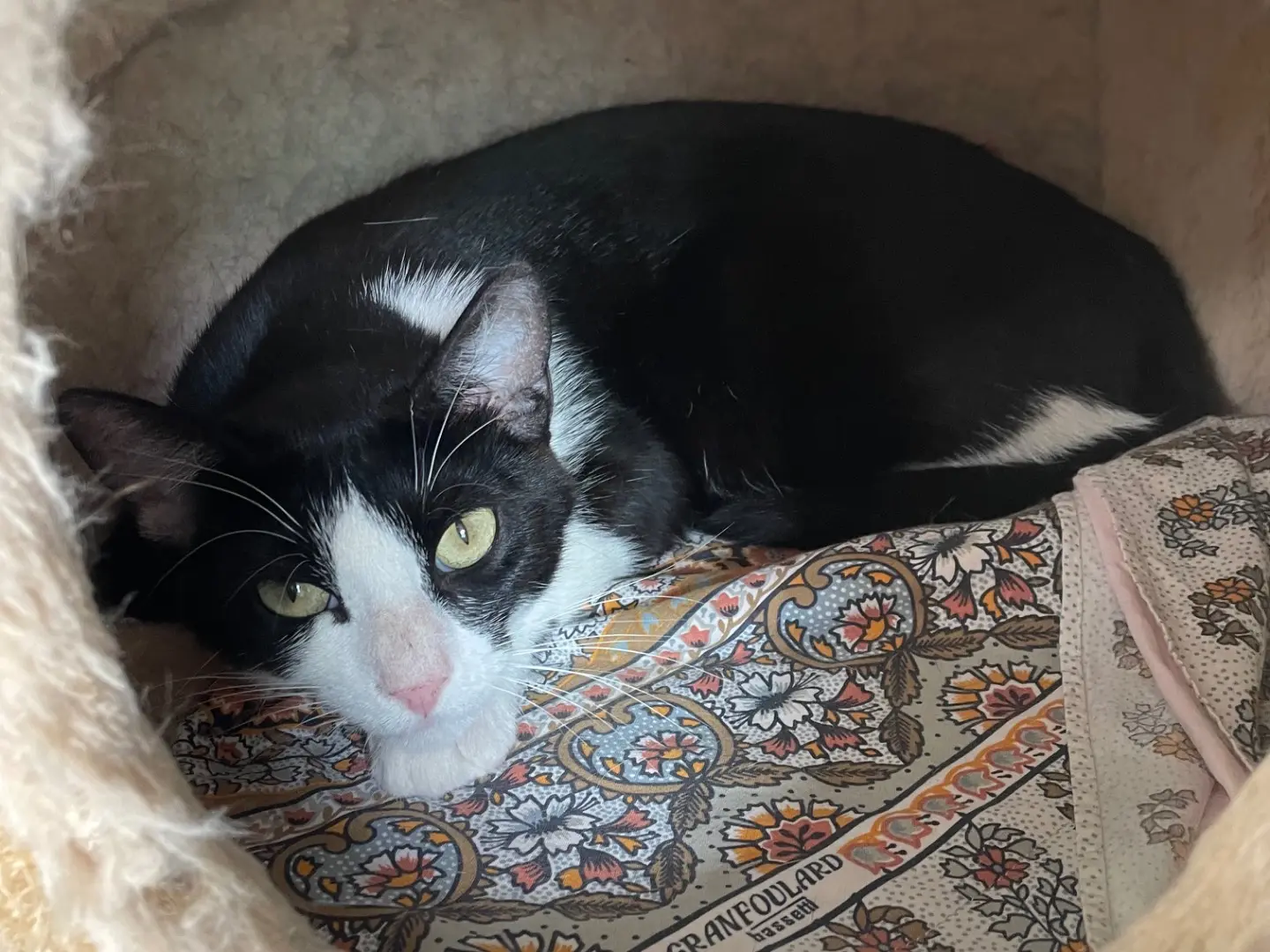 Adotta un gatto, maschio, 1 anno e 5 mesi, Milano