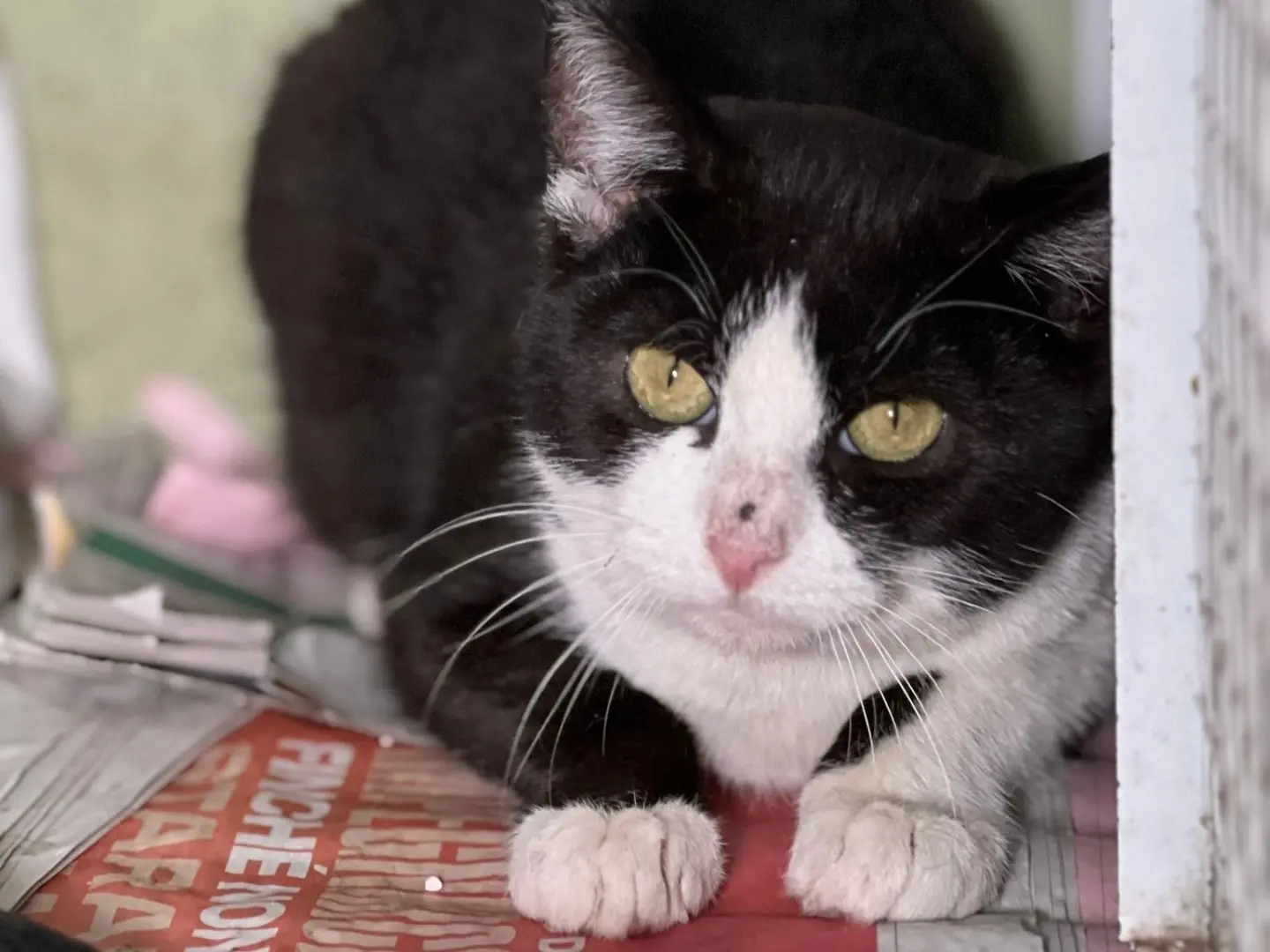 Vuoi adottare un gatto a Milano?
