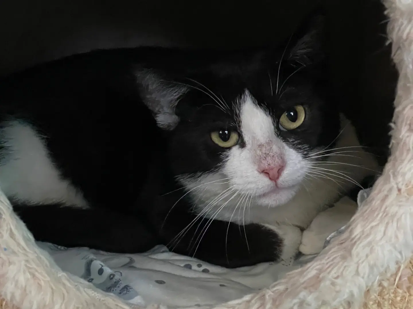 Adotta un gatto, taglia non valida, maschio, Milano