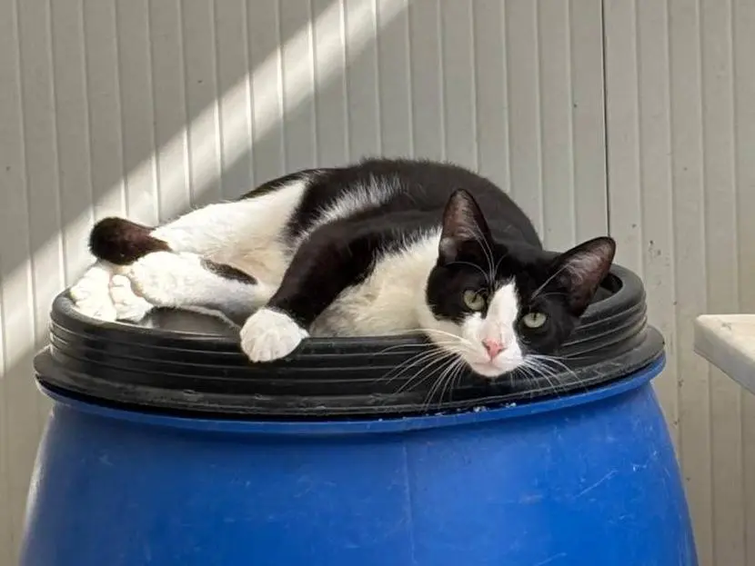 Adozione gatto, maschio, Razza sconosciuta Razza sconosciuta, 1 anno e 5 mesi, taglia non valida, Milano