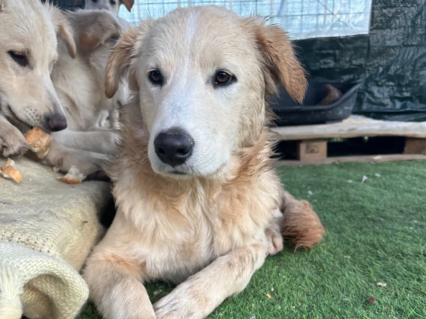 Vuoi adottare un cane a Barletta?