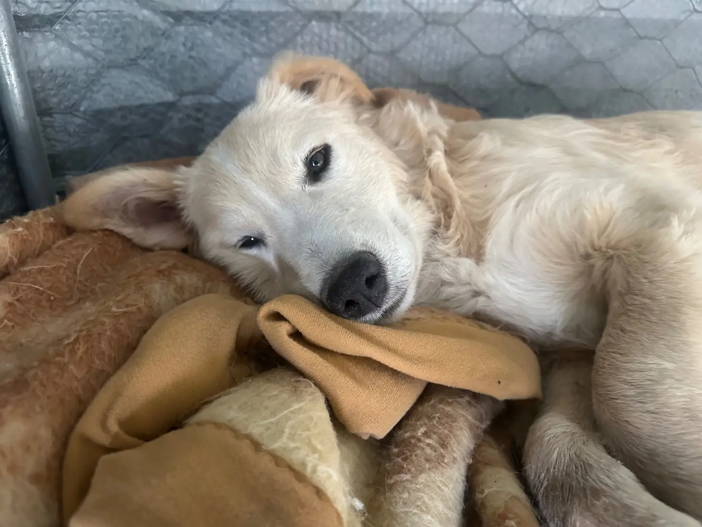 Adotta il cane Vincent a Barletta