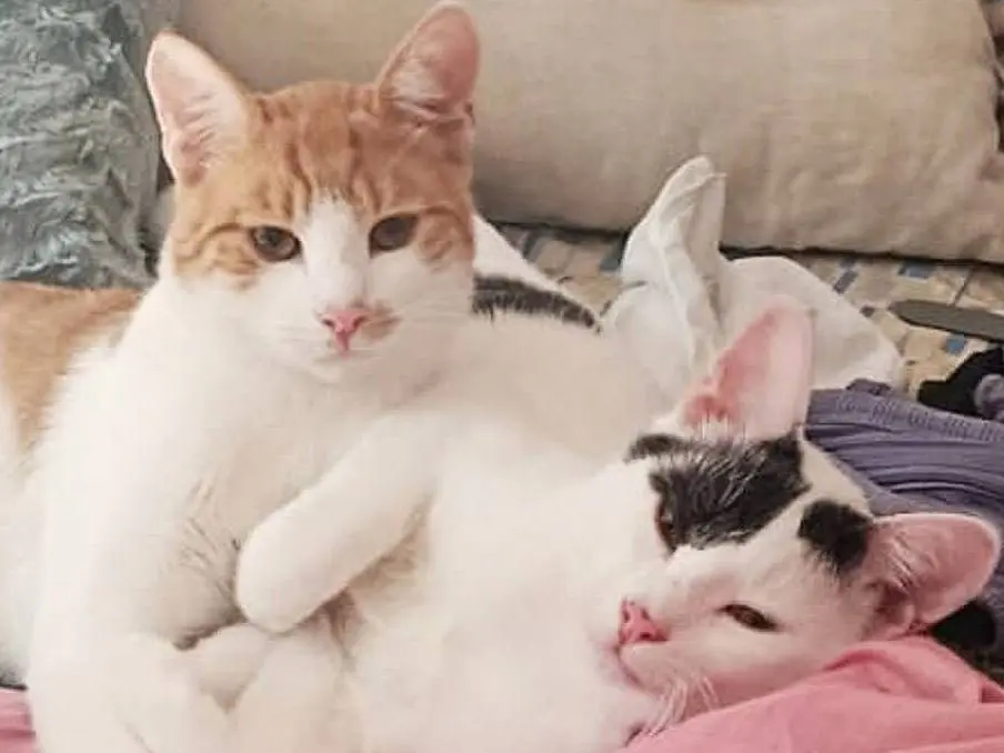 Vuoi adottare un gatto a Torino?