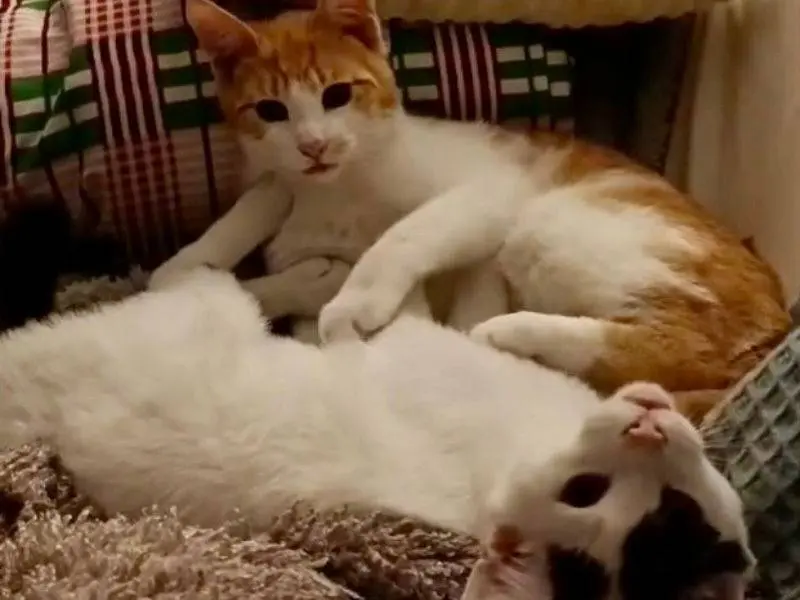 Adotta un gatto, maschio, 1 anno e 2 mesi, Torino