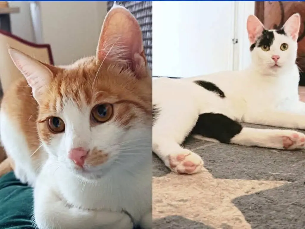 Adozione gatto, maschio, Razza sconosciuta Razza sconosciuta, 1 anno e 2 mesi, taglia non valida, Torino