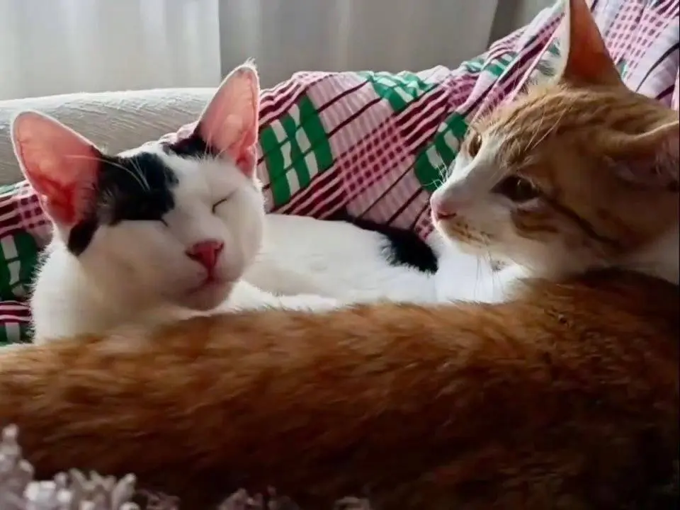 Adotta un gatto, taglia non valida, maschio, Torino