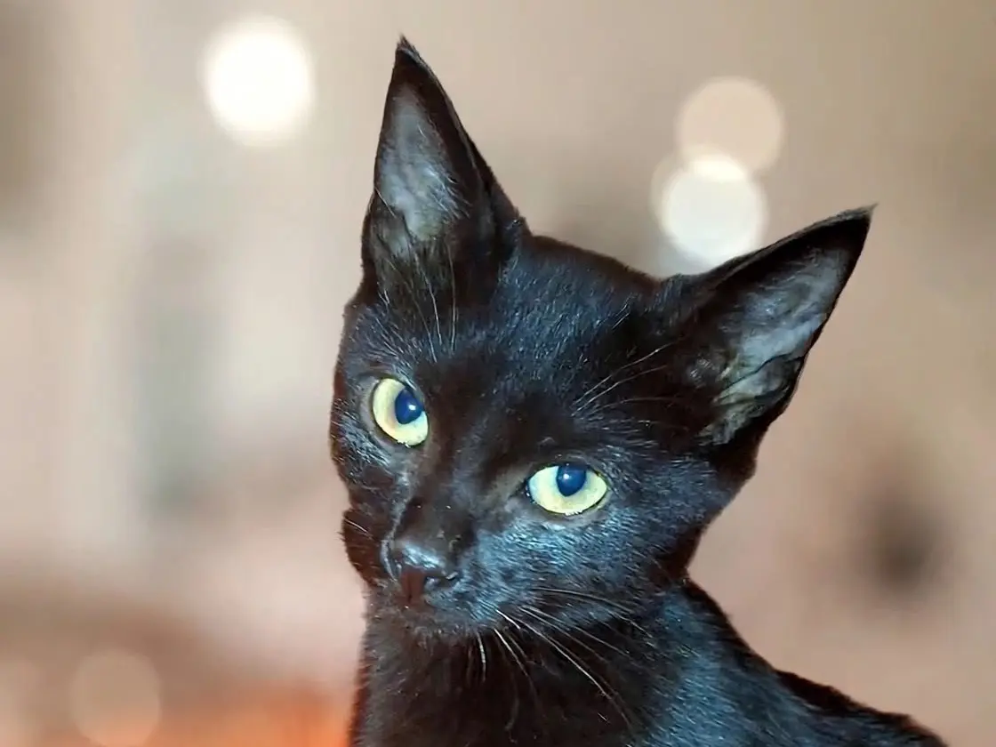 Adozione gatto, maschio, Razza sconosciuta Razza sconosciuta, 1 anno e 6 mesi, taglia non valida, Torino