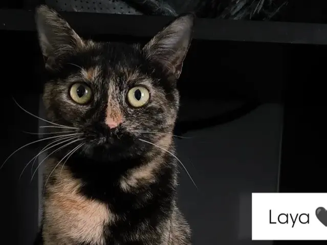 Adozione gatto, femmina, Razza sconosciuta Razza sconosciuta, 2 anni e 4 mesi, taglia non valida, Bari