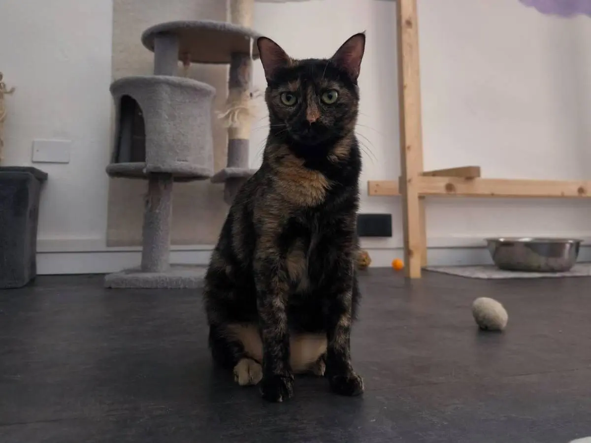 Adotta un gatto, taglia non valida, femmina, Bari