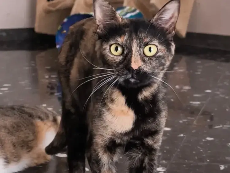 Adotta un gatto, femmina, 2 anni e 4 mesi, Bari