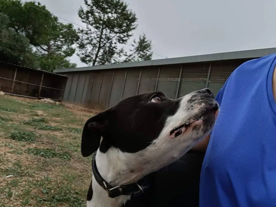 Vuoi adottare un cane a Bari?