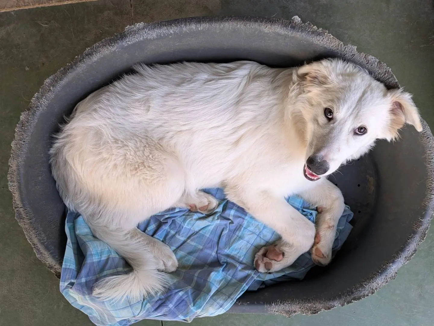 Adotta un cane, maschio, 9 mesi, Como
