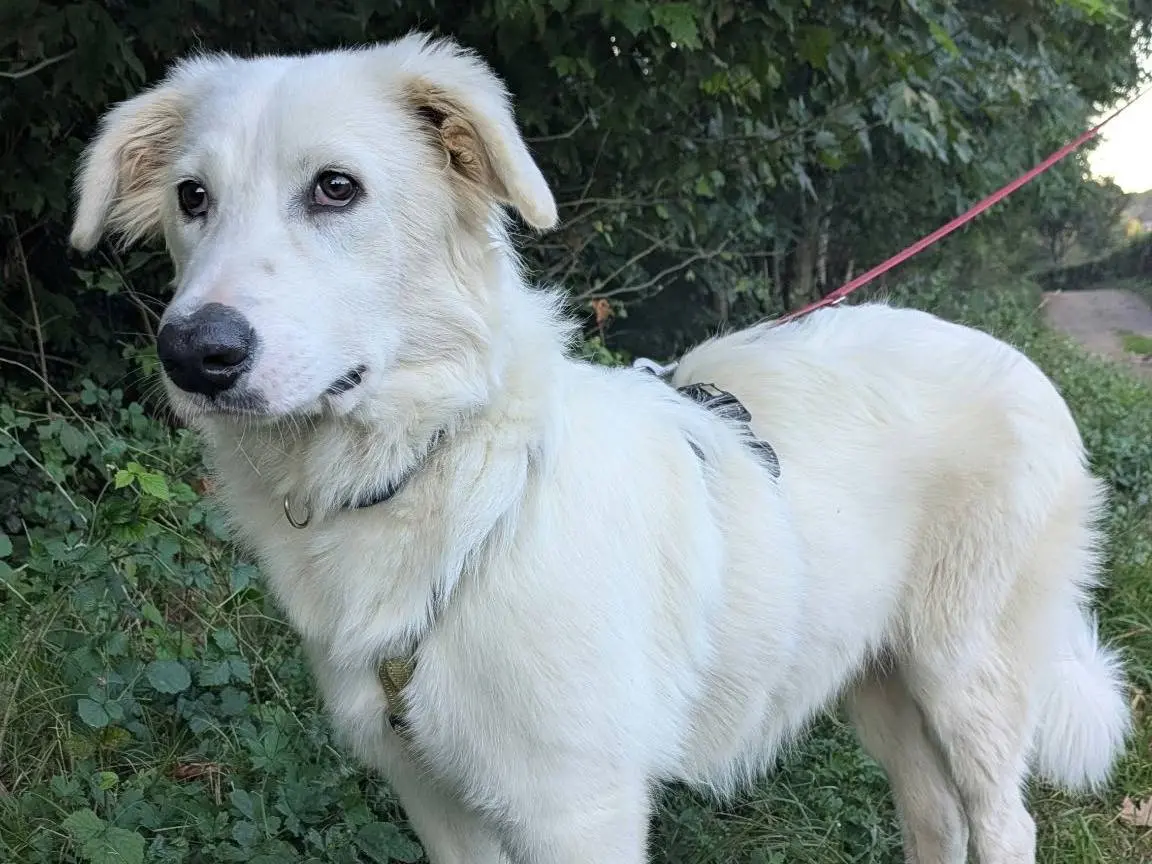 Adozione cane, maschio, Razza sconosciuta Razza sconosciuta, 9 mesi, taglia grande, Como