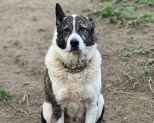Adozione cane, maschio, Razza sconosciuta Razza sconosciuta, 8 anni e 8 mesi, taglia grande, Roma
